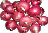 Dark Red onion