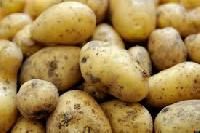 fresh organic potato