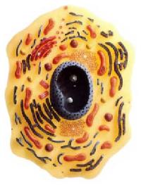 Animal Cell Model