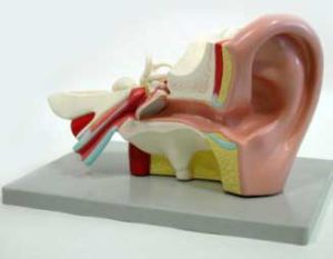 Human Ear Model