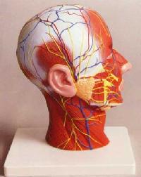 Human Head Model