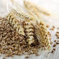 organic wheat