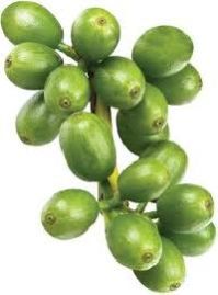 Green Coffee Extract