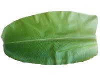 Banana Leaf