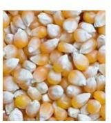 Yellow Corn Seeds