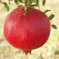 Ganesh Pomegranate
