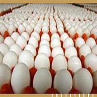 Poultry Eggs