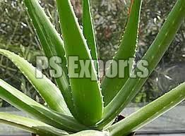 Aloe Vera Leaves