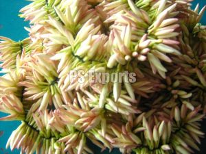 Fresh Jathi Malligai Flower