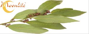 Bay Leaves