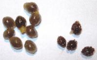 Papaya Seed