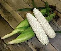 White Corn