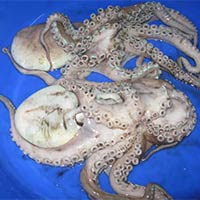 Octopus