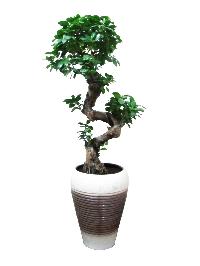 Bonsai Plants