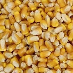 Yellow Maize Seeds