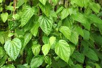 Betel Leaf