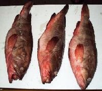 Reef Cod Fish