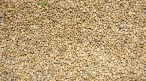 Pearl Millet Seeds