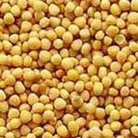 Yellow Mustard Seeds