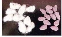 cotton seeds