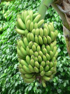 Fresh Green Banana