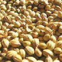 Coriander Seeds