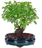 Bonsai Plant