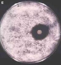 Phosphate Solubilizing Bacteria