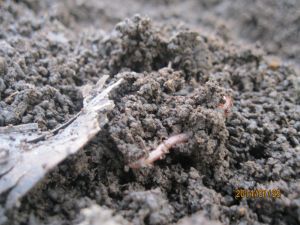 vermicompost