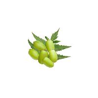 Neem Fruit