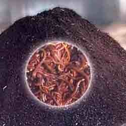 vermicompost