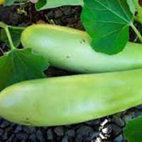 Fresh Bottle Gourd