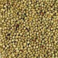 Sorghum Seeds