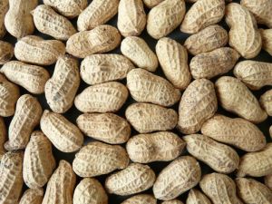 Groundnut