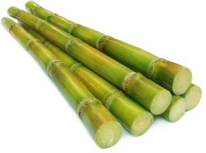 Sugarcane