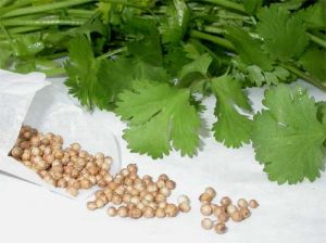 Coriander Seed