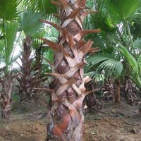 Washingtonia Palm Plants
