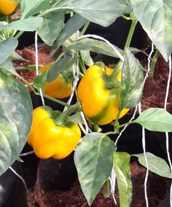 Color Capsicum