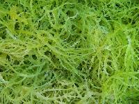 Carrageenan