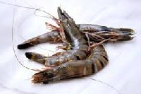 King Prawn Black Tiger