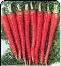 Red Carrot