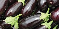 Fresh Brinjal