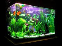 fish aquarium tank