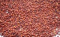 Finger Millet Seeds