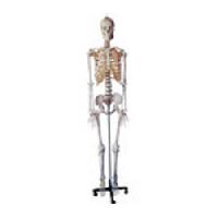 Human Skeleton Model