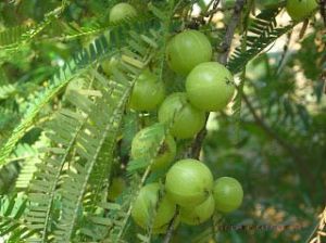 Amla Plants