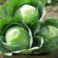 Fresh Cabbage