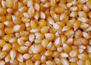 Yellow Maize Seeds