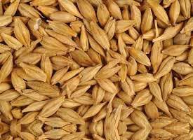 Barley Seeds