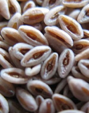 Natural Psyllium Seeds